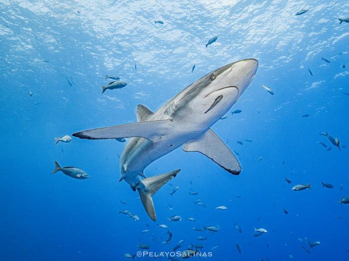 Шелковая акула вблизи. Фото: Pelayo Salinas de León