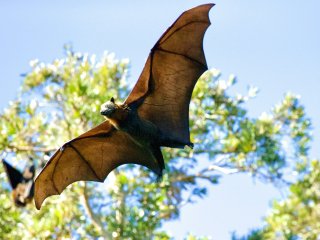 Летучая мышь. Автор фото: James Wainscoat on Unsplash