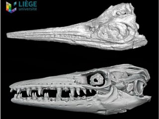 3D-модели черепа типичных видов до (вверху) и после (внизу) перехода от сеноманского к туронскому ярусу: быстрый ихтиозавр Sveltonectes insolitus (вверху) и крупный мозазавр Mosasaurus hoffmanni. Фото: Valentin Fischer, Francesco Della Giustina