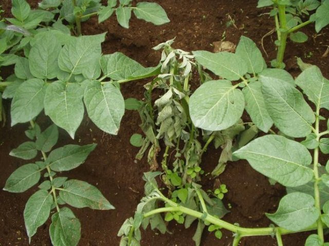 Ralstonia solanacearum в растении картофеля. Бактерия разрушает сосудистую систему растений, вызывая увядание. Amilcar Sanchez Perez / UNIVERSITY OF CALIFORNIA - DAVIS
