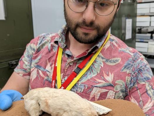 Доктор Чарльз Фейгин и редкий сумчатый крот. Фото: Dr Charles Feigin / La Trobe University