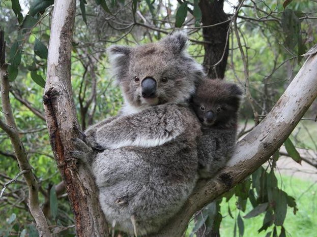 Коала и детеныш. Фото: Desley Whisson/Cesar Australia