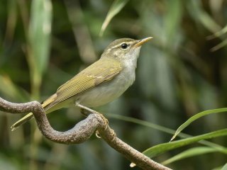 Поющий самец токарской пеночки, Phylloscopus tokaraensis, на острове Наканосима, острова Токара, июнь 2017 года. Фото: Per Alström / Uppsala University