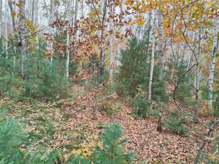 Фото: А.Ю. Алексеенко