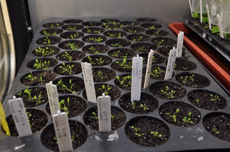 Выращивание модельного растения Arabidopsis thaliana. Фото: Надежда Дмитриева