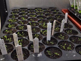Выращивание модельного растения Arabidopsis thaliana. Фото: Надежда Дмитриева