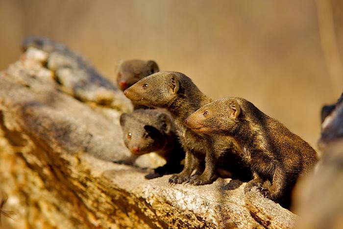 Группа карликовых мангустов под угрозой нападения сородичей. Фото: Shannon Wild / University of Bristol
