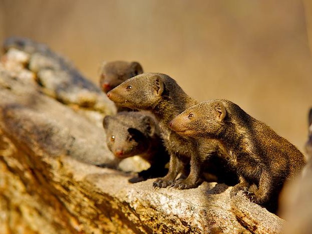 Группа карликовых мангустов под угрозой нападения сородичей. Фото: Shannon Wild / University of Bristol