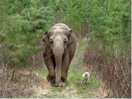 И слон и моська справляют малую нужду за 20 секунд