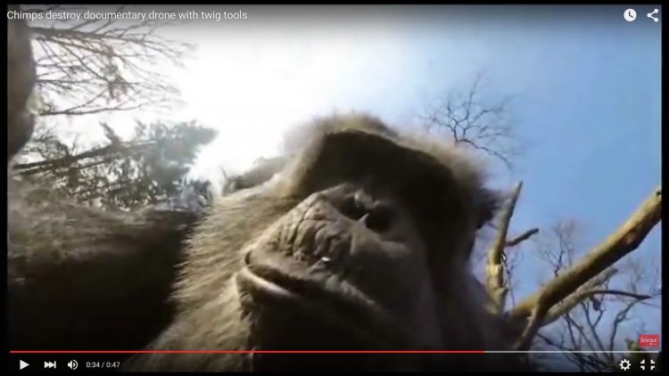Шимпанзе сбивает дрон с видеокамерой, чтобы исследовать его (видео)