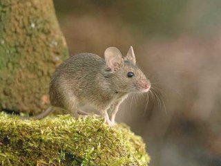 Мыши «с улицы» лучше лабораторных подходят для медицинских тестов