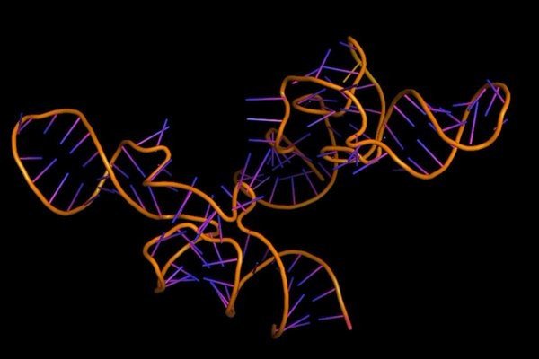 Новая CRISPR система редактирует РНК