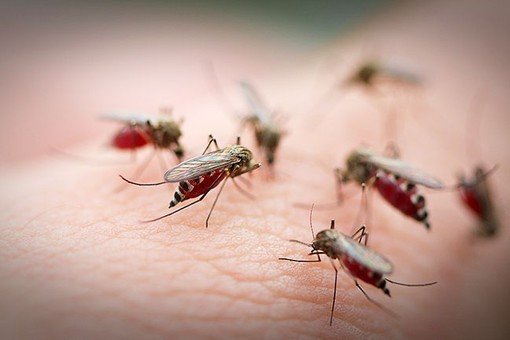 Почему комары так эффективно переносят инфекцию