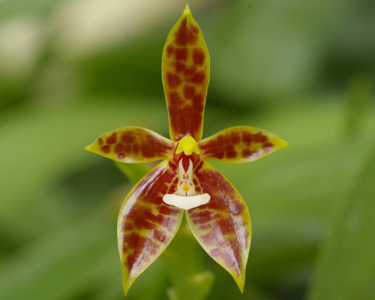 Редкие орхидеи расцвели в Ботаническом саду МГУ