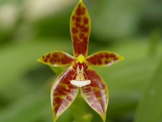 Редкие орхидеи расцвели в Ботаническом саду МГУ