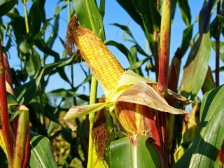 Как звучит растущая и падающая кукуруза