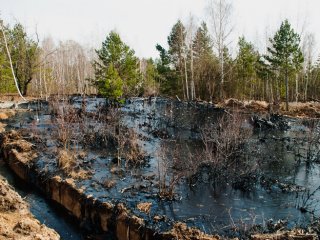 В СибГУ разработали биосорбент для ликвидации нефтяного загрязнения почвы