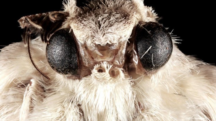 Глаз мотылька поможет создать антибликовое покрытие