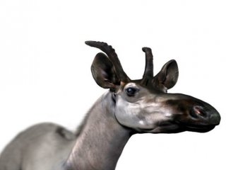 У предка жирафа не было длинной шеи, зато были рога
