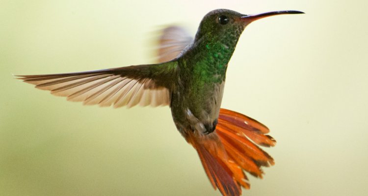 Раскрыт секрет полета колибри