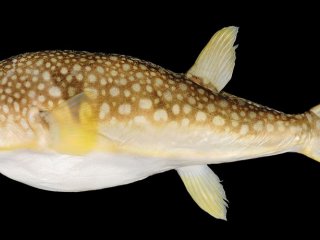 Ученый ТГУ и его коллега из Японии обнаружили новый вид ядовитой рыбы фугу