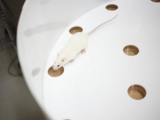 Ученые обнаружили эпизодическую память у крыс