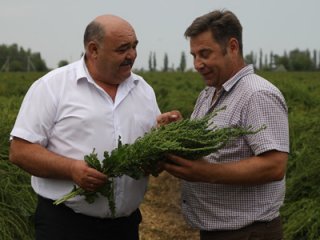 На Крымском полуострове выращивают семена сахарной свёклы российской селекции
