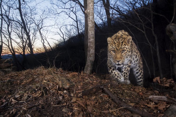 В дикой природе сохранилось 84 дальневосточных леопарда