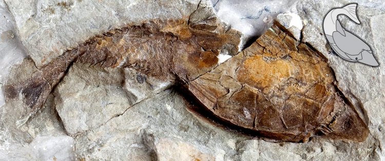 Ископаемые рыбы помогают ответить на вопрос об эволюции скелета