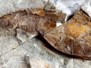 Ископаемые рыбы помогают ответить на вопрос об эволюции скелета