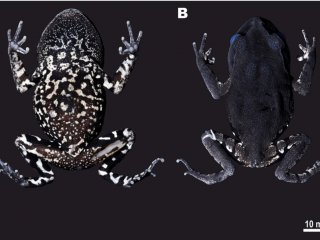 Фотография типового образца Leptobrachium tenasserimense со спинной и брюшной сторон // Источник: Parinya Pawangkhanant, Nikolay A. Poyarkov et al. A new species of Leptobrachium (Anura, Megophryidae) from western Thailand. PeerJ (2018) 6:e5584