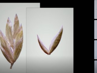 Ученые из США разработали новый метод создания 3D-изображений мельчайших структур растений