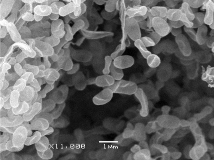 Учёные МГУ выделили из чёрных муравьёв-древоточцев новый штамм актинобактерий, производящих перспективный антибиотик