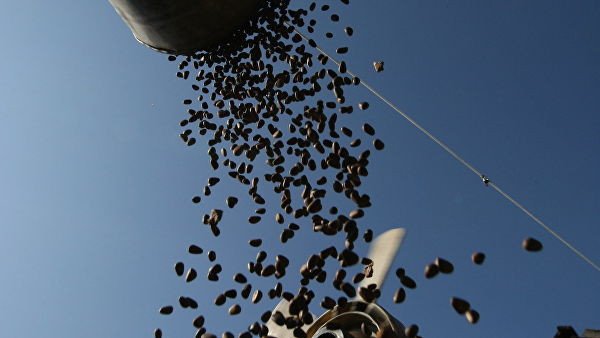 Заготовка кедровых орехов на Алтае. Архивное фото. © РИА Новости / Александр Кряжев