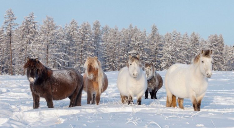 Уникальность якутских лошадей связана с особенностями их питания