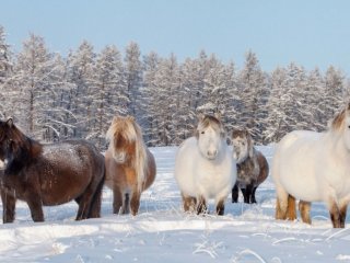 Уникальность якутских лошадей связана с особенностями их питания