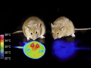 Японские ученые заставили мышей впасть в спячку