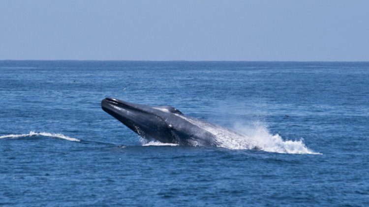 Перед миграцией некоторые синие киты меняют время пения