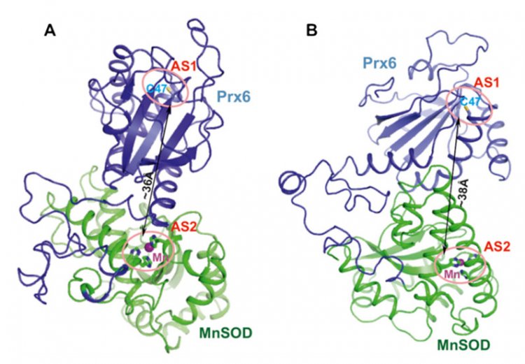 Получена структура уникального гибридного белка, защищающего от радиации и свободных радикалов
