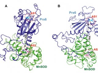 Получена структура уникального гибридного белка, защищающего от радиации и свободных радикалов