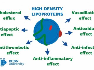 Роль липопротеинов в развитии сердечно-сосудистых заболеваний. Изображение авторов исследования