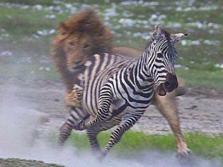 Лев прятался в траве, и зебра, захваченая врасплох, отчаянно пытается убежать