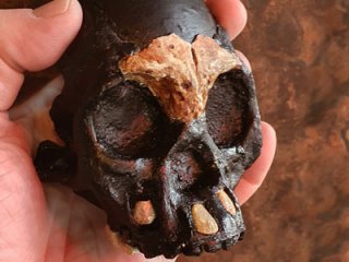 Найден перый череп ребенка Homo naledi 