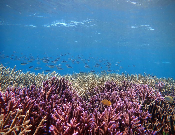 Искусственный интеллект определил состояние кораллового рифа по его «звучанию»