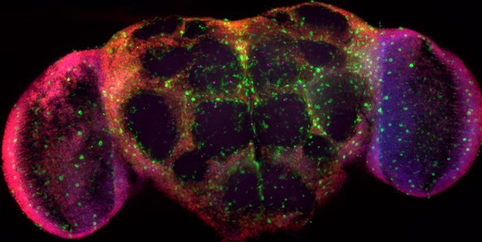Нейроны и глия вместе помогают восстановить нервные клетки 