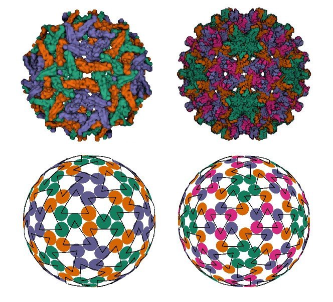 Модели капсидов с разной плотностью упаковки тримеров. Источник: Rochal et al. / Nanoscale Advances, 2022