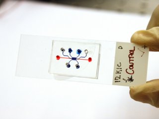 Биологи США изучают, что заставляет раковые клетки мигрировать, с помощью «простого компьютера»