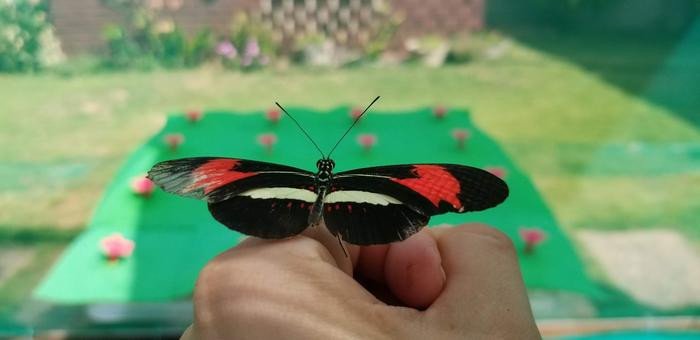 Бабочки могут запоминать, где находятся источники пищи