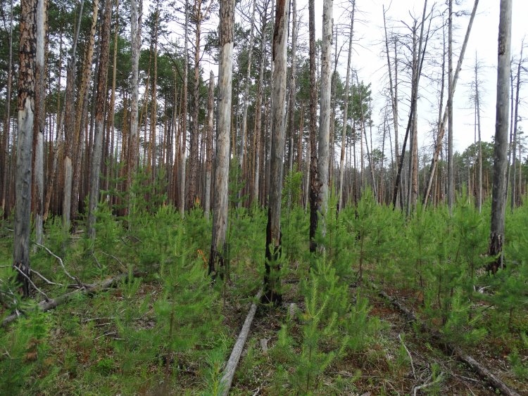 Микроорганизмы и биологическое удобрение помогут восстановить лес после рубок и пожаров