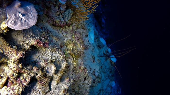 В Индийском океане обнаружены обесцвеченные коралловые рифы на глубине 90 метров 